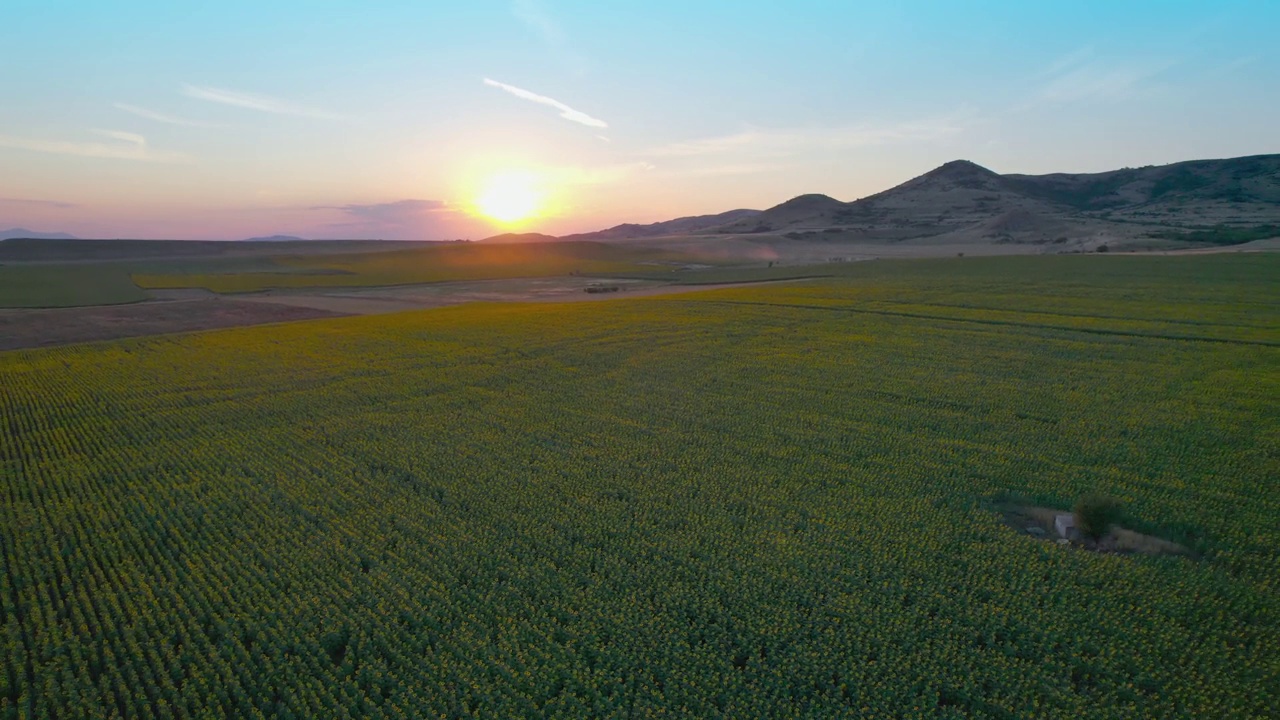 航拍，飞越向日葵农田日落，日出，自然工业背景视频素材
