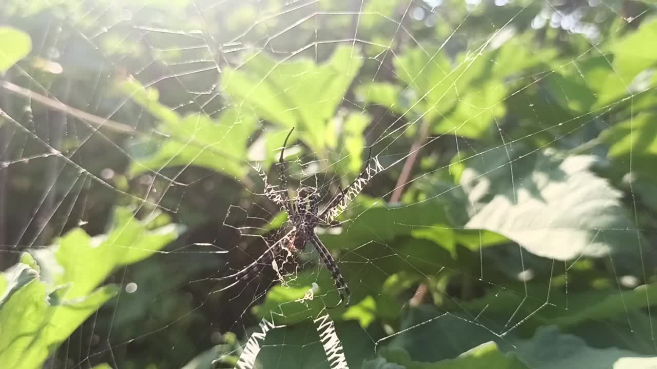 蜘蛛视频素材