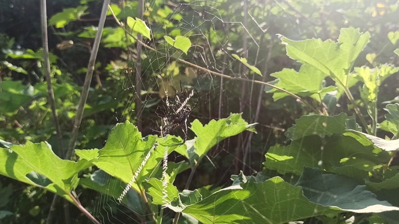 蜘蛛视频素材