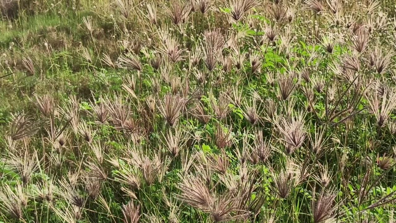 美丽的花视频素材