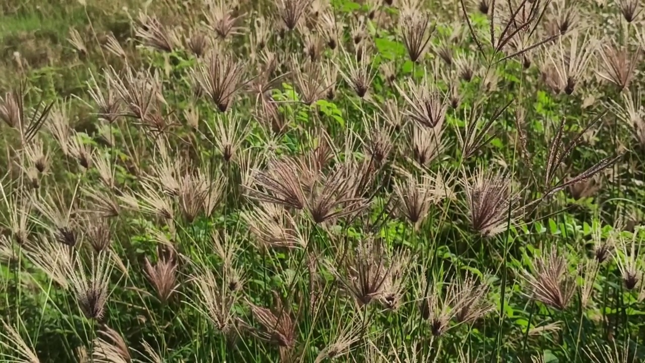 美丽的花视频素材