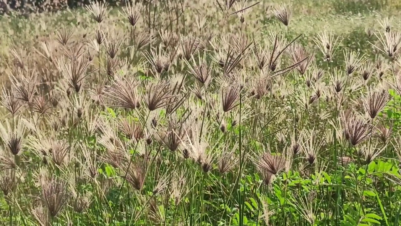 美丽的花视频素材