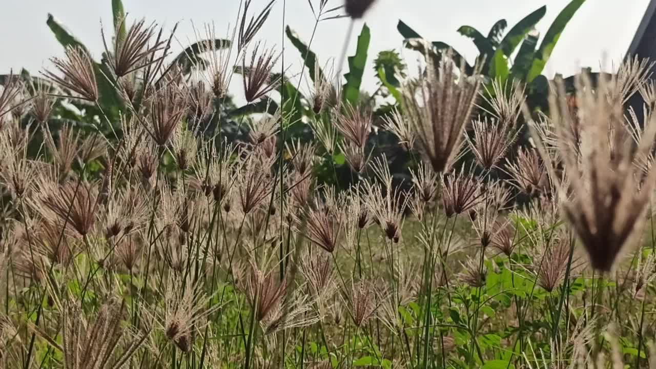 美丽的花视频素材