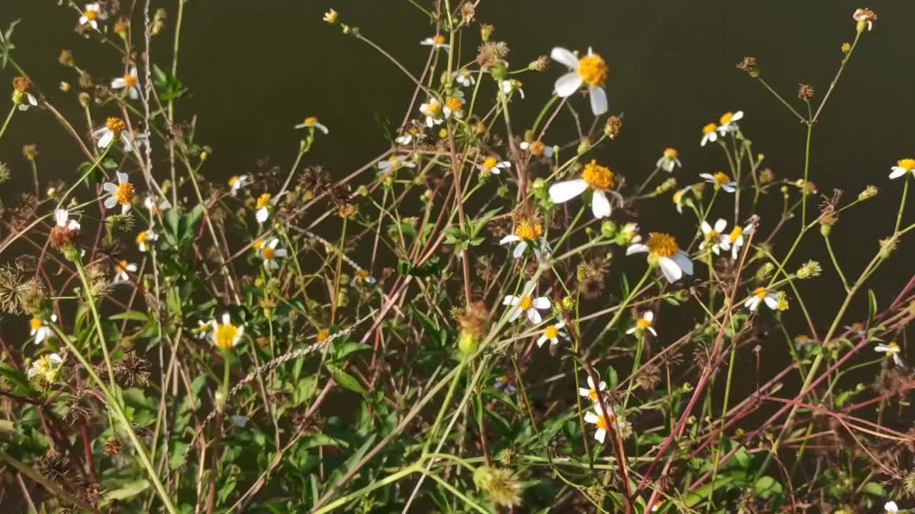 洋甘菊花卉视频素材