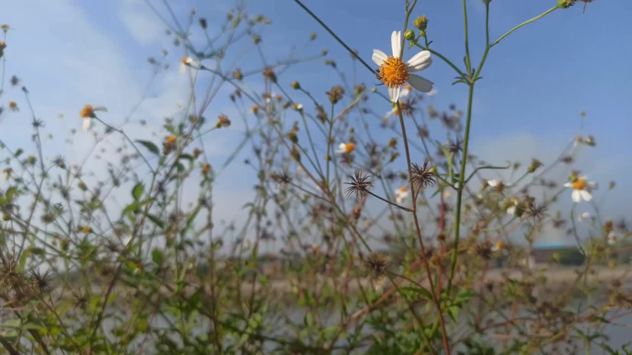 洋甘菊花卉视频素材