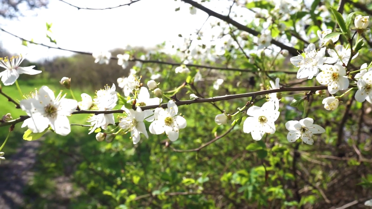 花视频素材