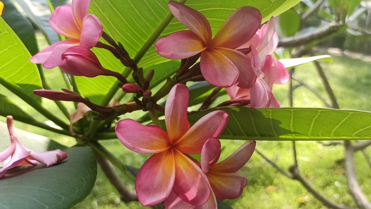 粉红色的鸡蛋花视频素材