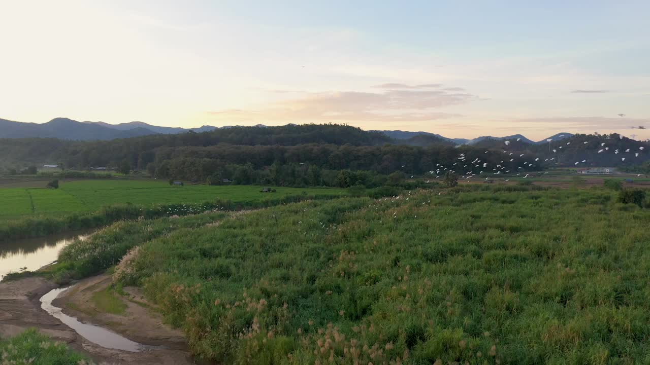 日落时飞翔的鸟儿，泰国湄红山省湄Sariang视频素材