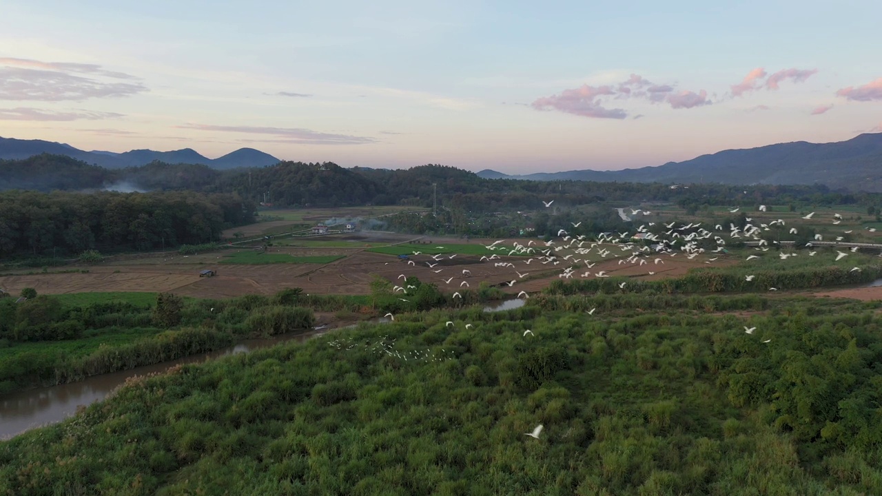 日落时飞翔的鸟儿，泰国湄红山省湄Sariang视频素材