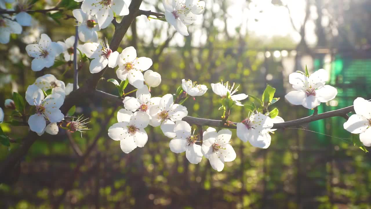 花视频素材