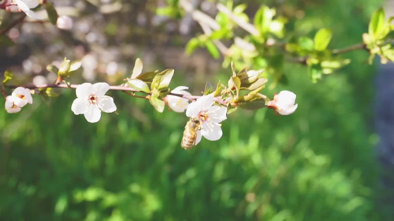 花视频素材