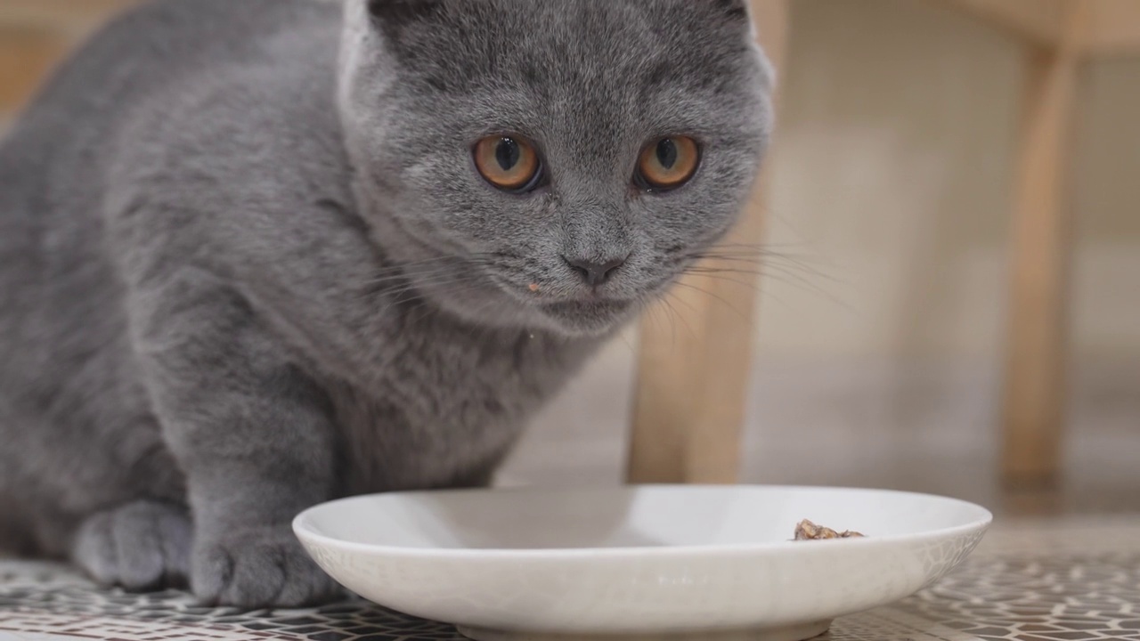 一只可爱又有趣的英国短毛猫小猫在吃碟子里的食物。视频素材