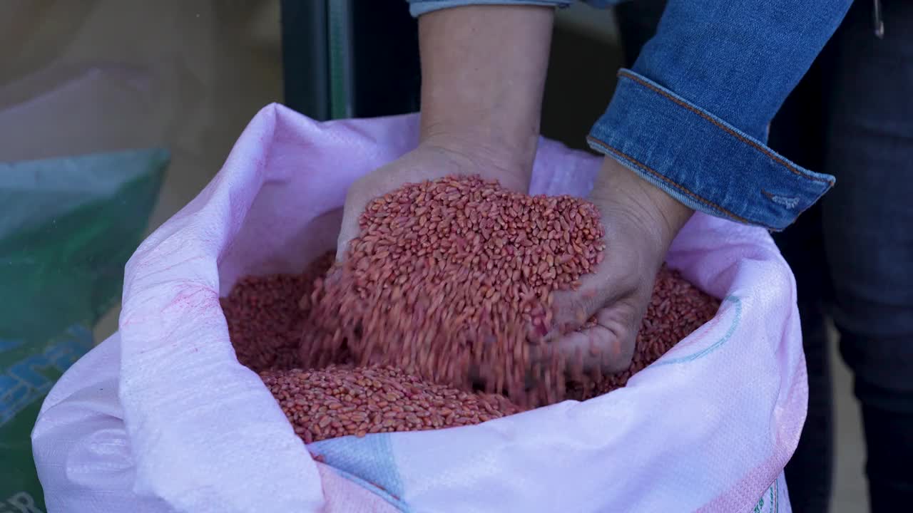 一个女人装在袋子里的农业诱饵视频素材