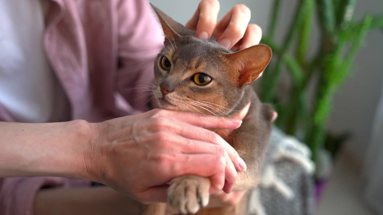 剪蓝色阿比西尼亚猫爪。宠物主人男女一起在家里用剪刀给猫修剪指甲。概念宠物保健和爱护动物。生活方式和宠物的爱。特写镜头视频素材