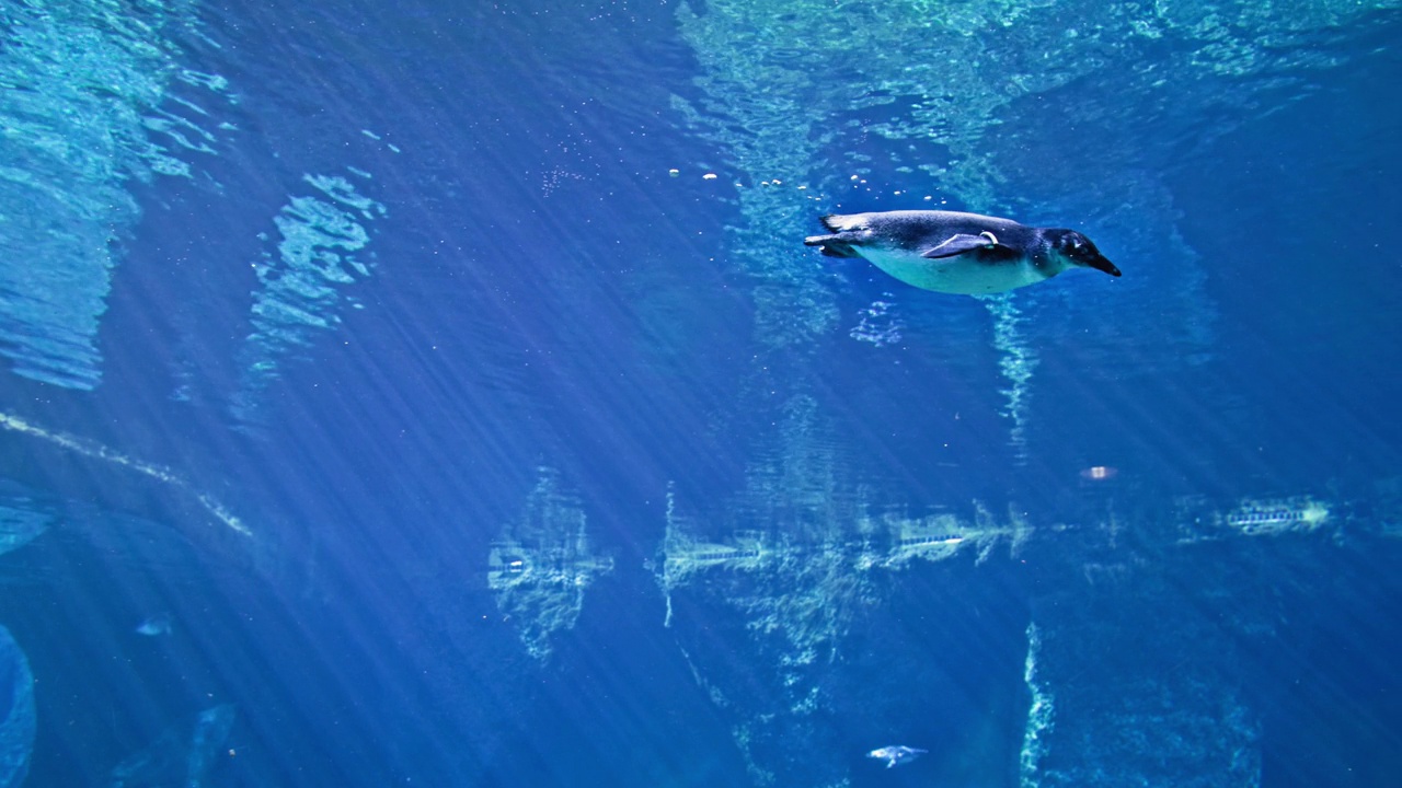 水族馆里，一只美丽的企鹅在蓝色清澈的石头背景中游泳视频素材