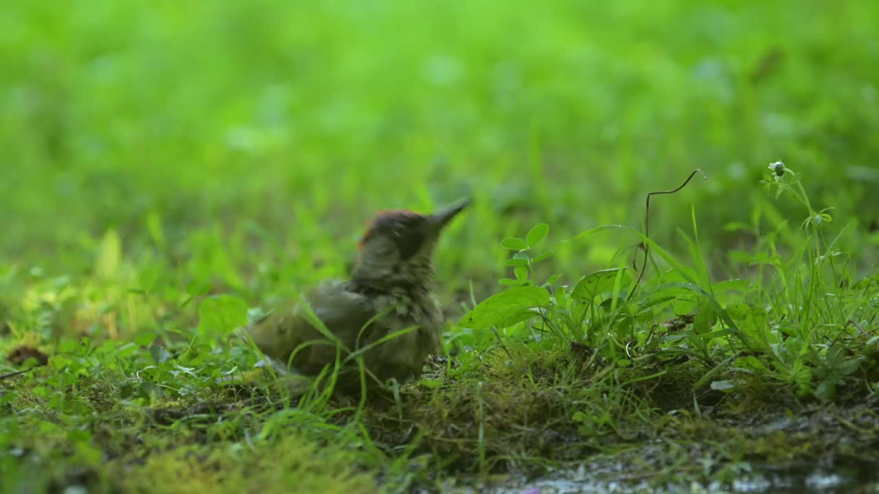 雌性绿啄木鸟在洗澡视频素材