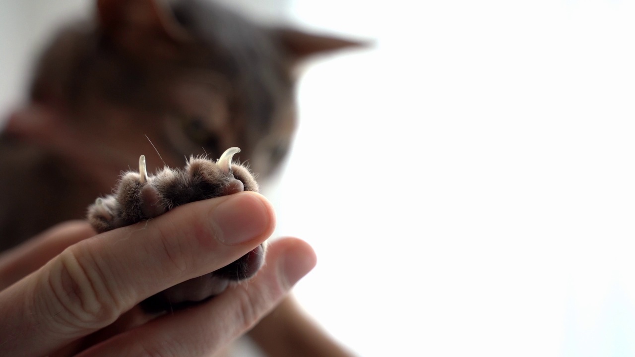 宠物主人看着蓝色的阿比西尼亚猫爪，猫爪又长又尖。白色背景的窗户挡住了后面的阳光。概念宠物保健和爱护动物视频素材