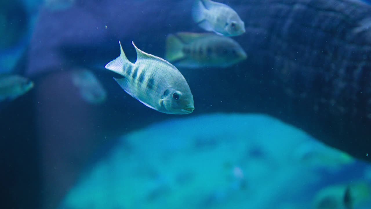 生活在水下，小异国美丽的鱼游在一个大水族箱背景的鱼群在水族箱视频素材