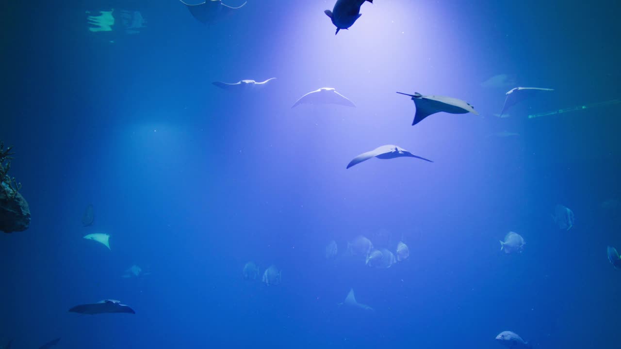 海洋水族馆里的海洋动物，美丽的外来鱼类在玻璃后面的蓝色清澈的水中游泳视频素材