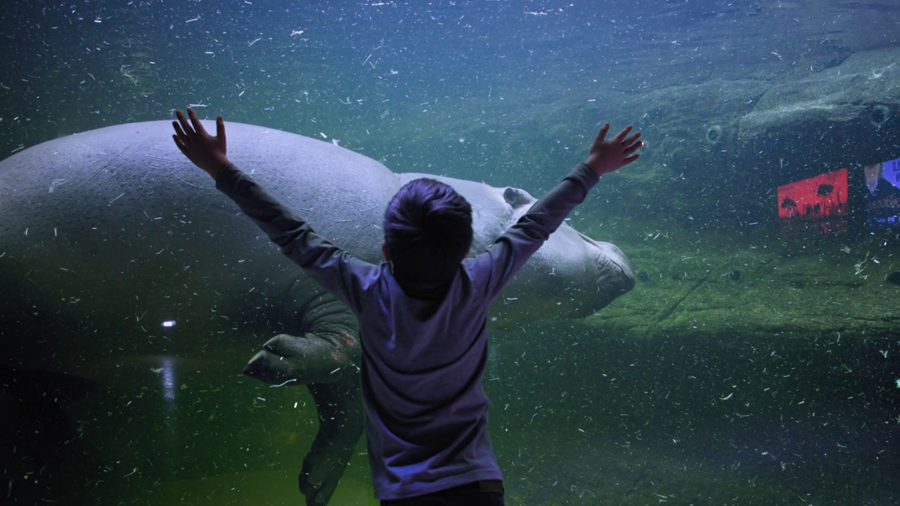 海洋生物，好奇的小男孩在水族馆里看河马视频素材