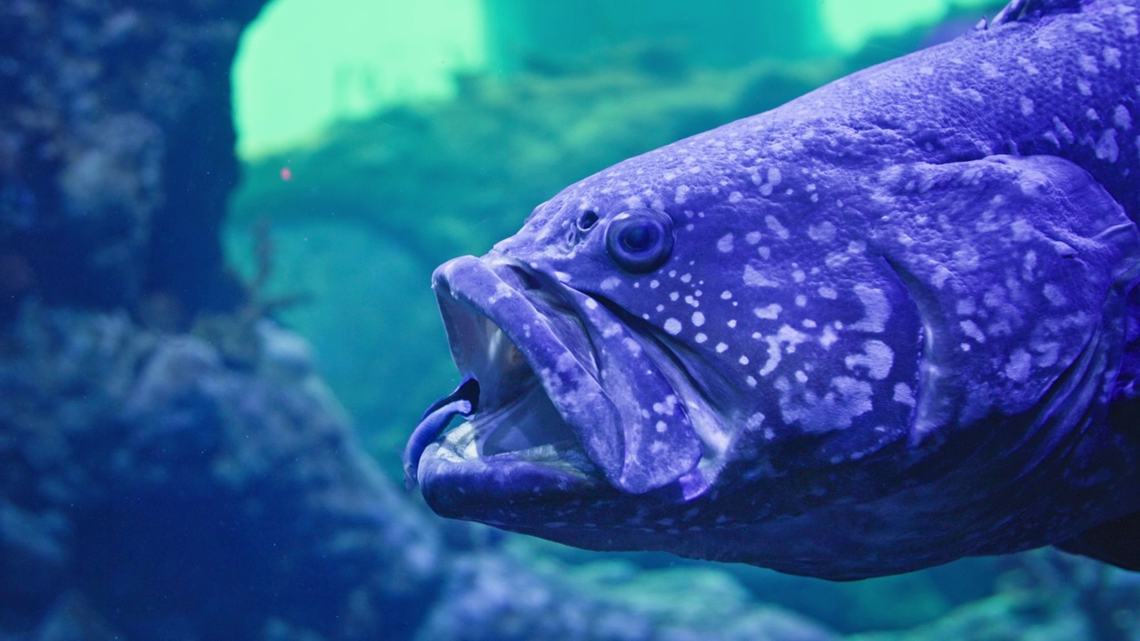 水族馆里海洋动物的生活，一只小清洁工从一条大鱼的嘴里游出来，特写视频素材