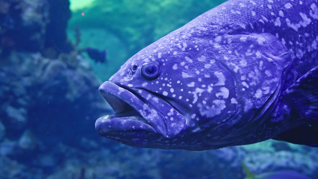 水下生活，小鱼在大鱼嘴里游，背景是水族馆里的海洋生物，特写视频素材