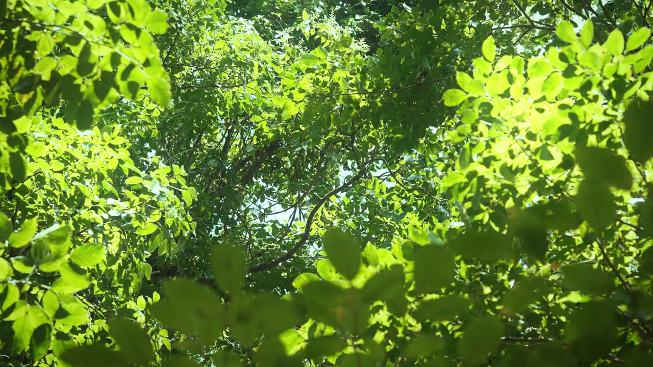 阳光透过森林里嫩绿的树叶，春夏交替，嫩绿的春树为背景。视频素材