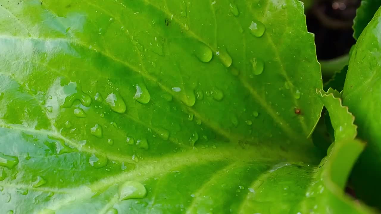 雨后巴丹植物叶子与雨滴的特写视频视频下载