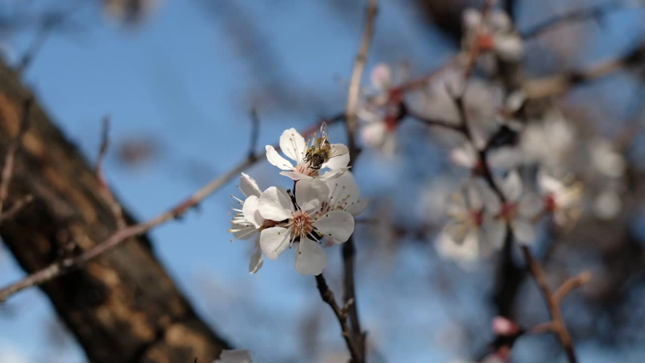 蜜蜂和一朵花视频下载