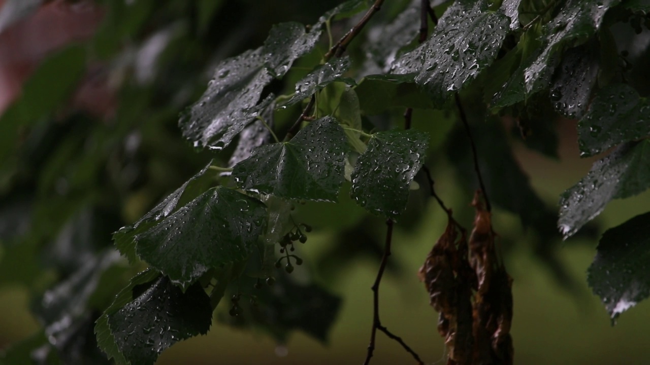 雨点正在落下视频下载