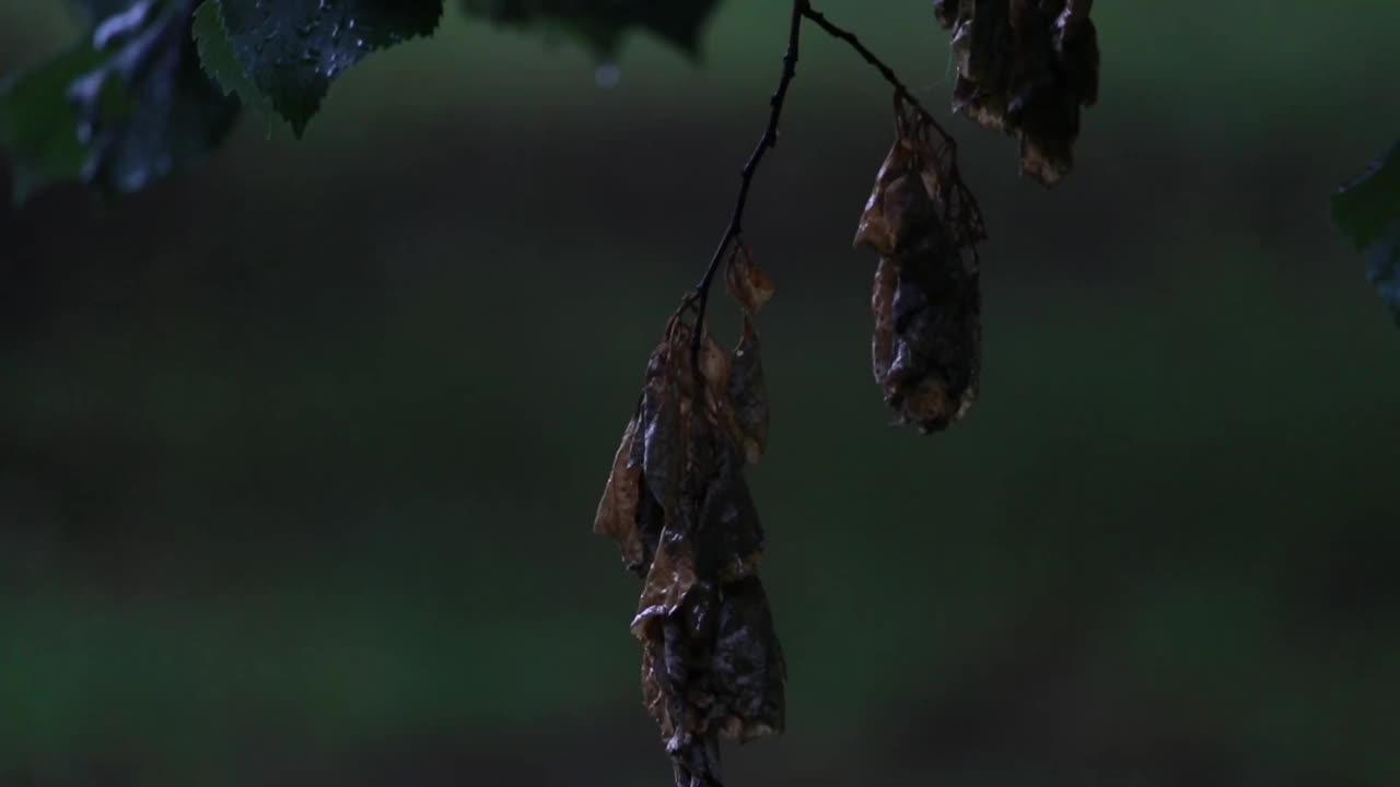 雨滴落在树叶上视频下载