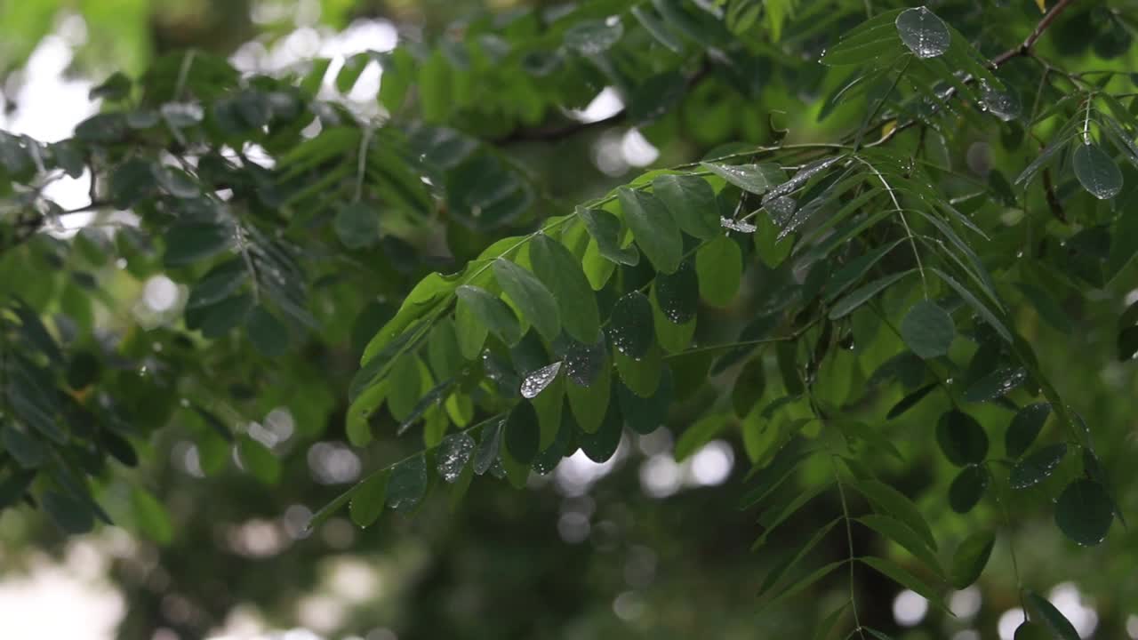 雨点正在落下视频素材