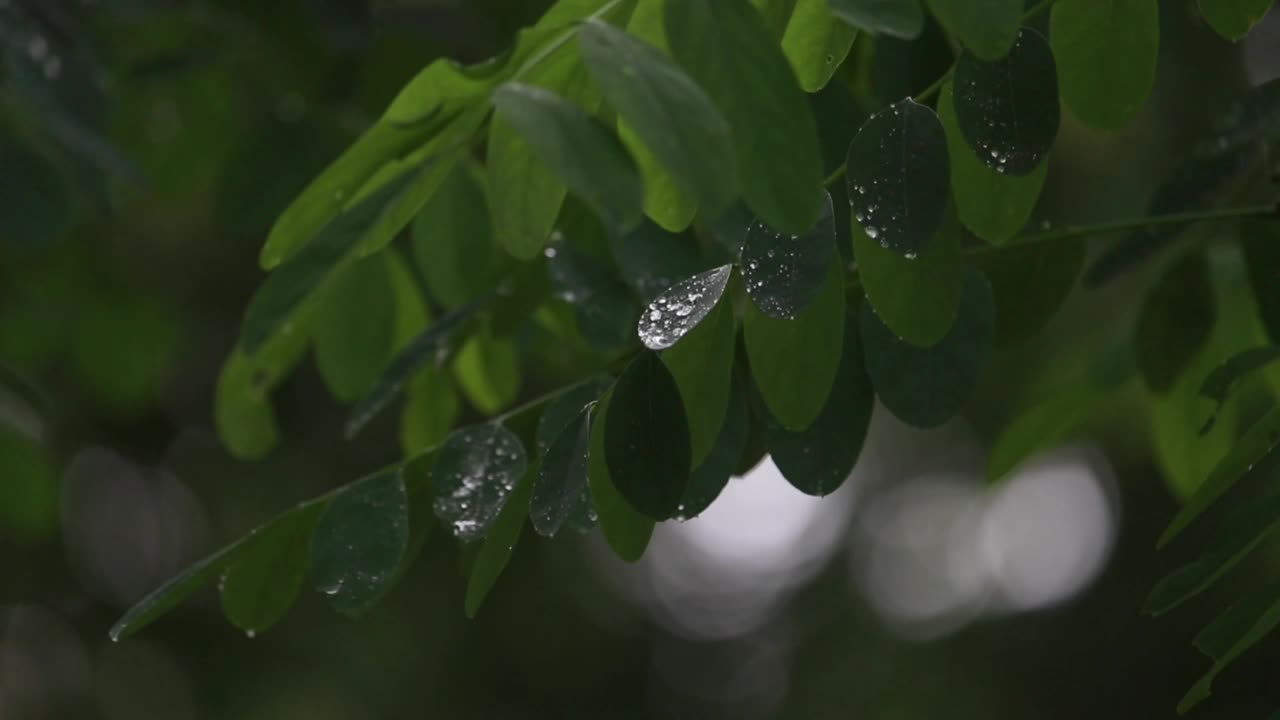 雨滴落在树叶上视频下载