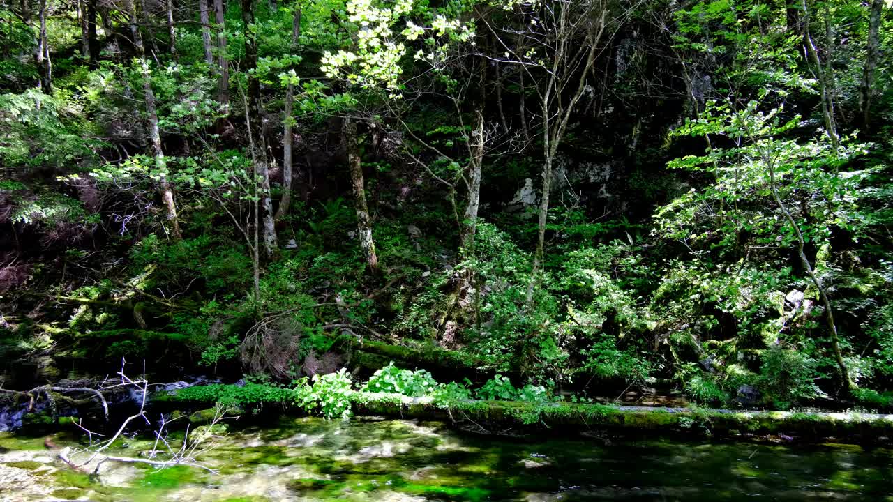 清水清流和天然山葵，清新的绿色森林，上高知县，六月初，有声音视频下载