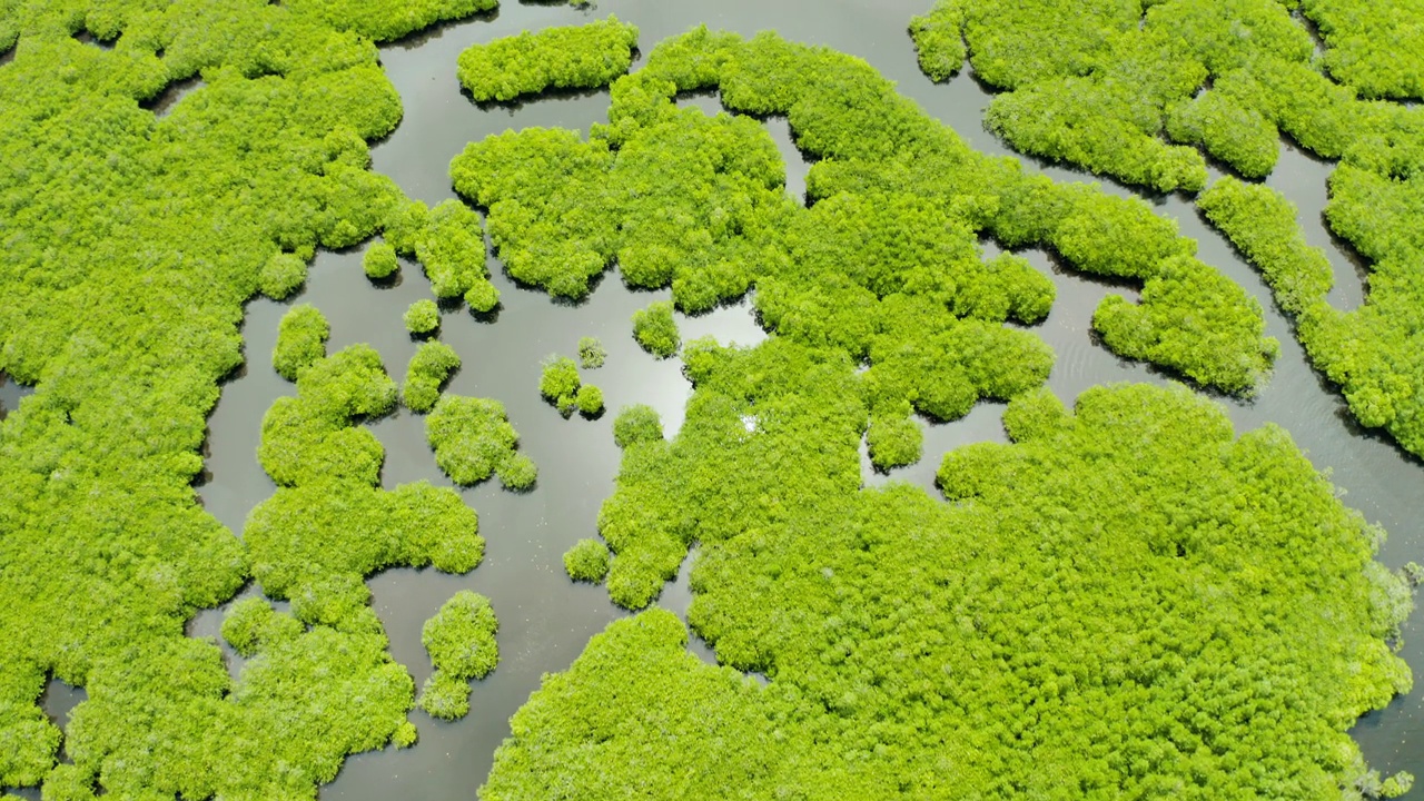 红树林和河流鸟瞰图。视频素材