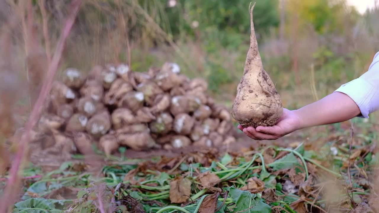 甜菜的栽培视频下载