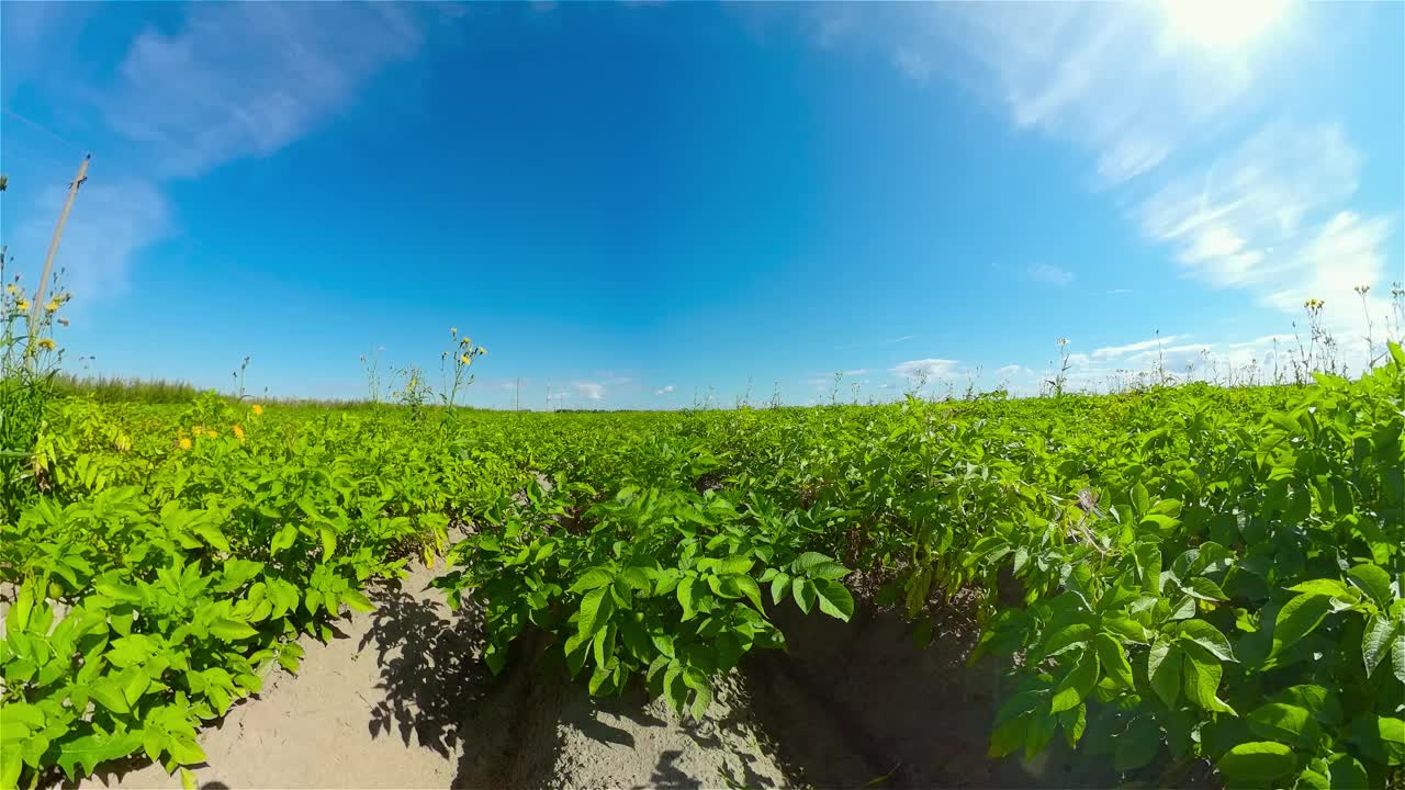 一个阳光明媚的夏日里的马铃薯田。视频素材