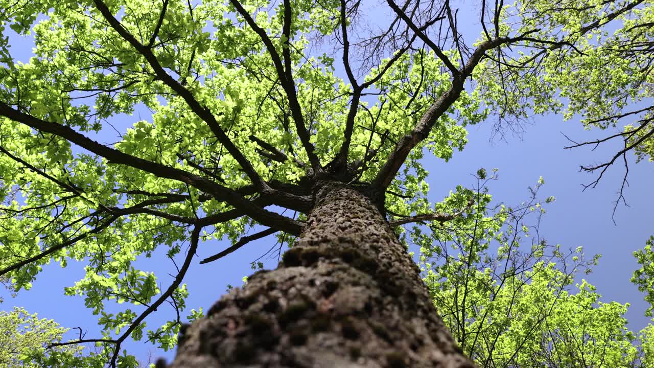 落叶乔木，春天有绿色的叶子视频素材