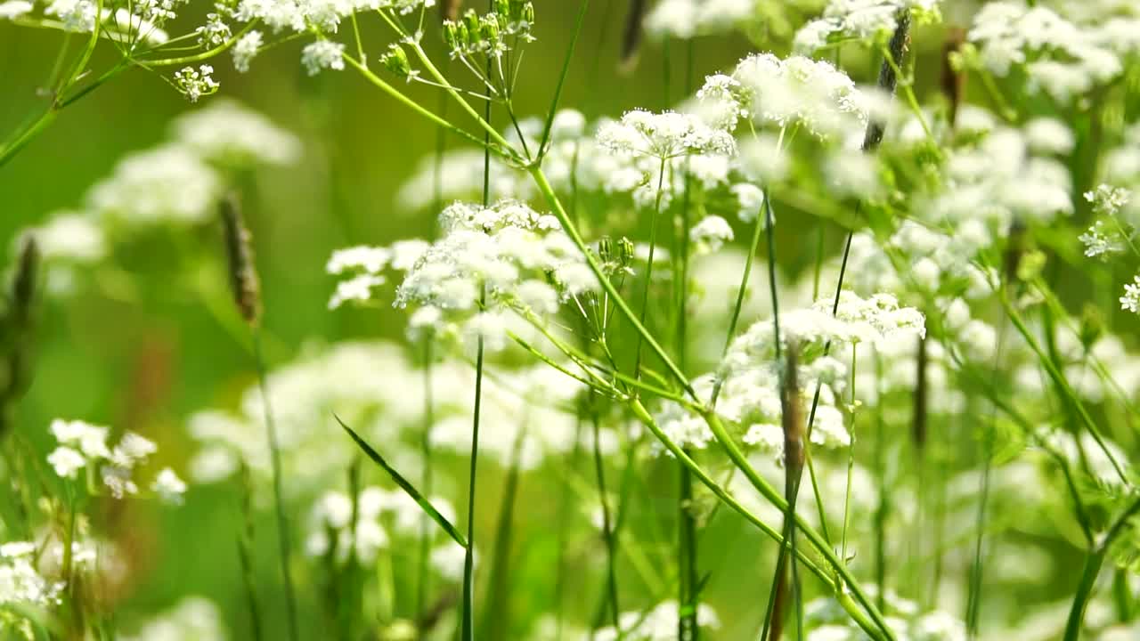 风中草地上的野花视频下载