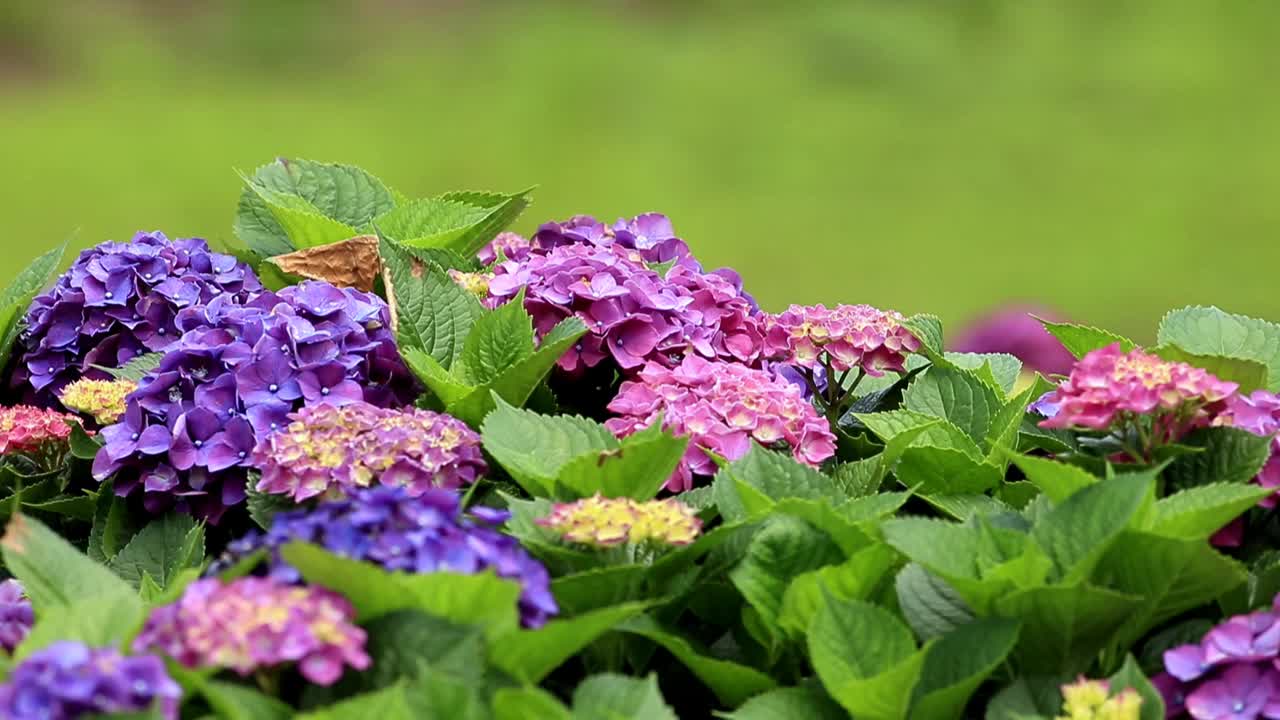 绣球花视频下载