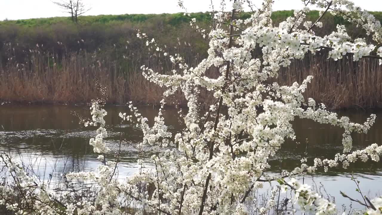 花视频素材