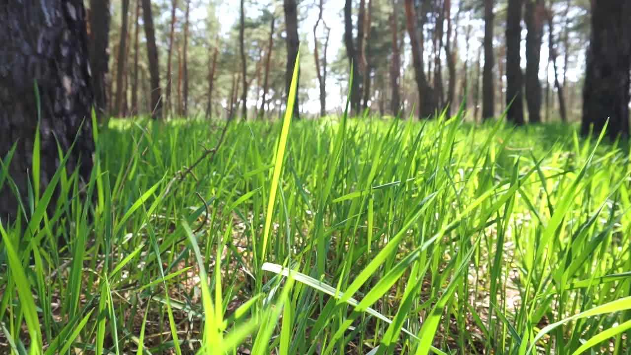 草视频素材