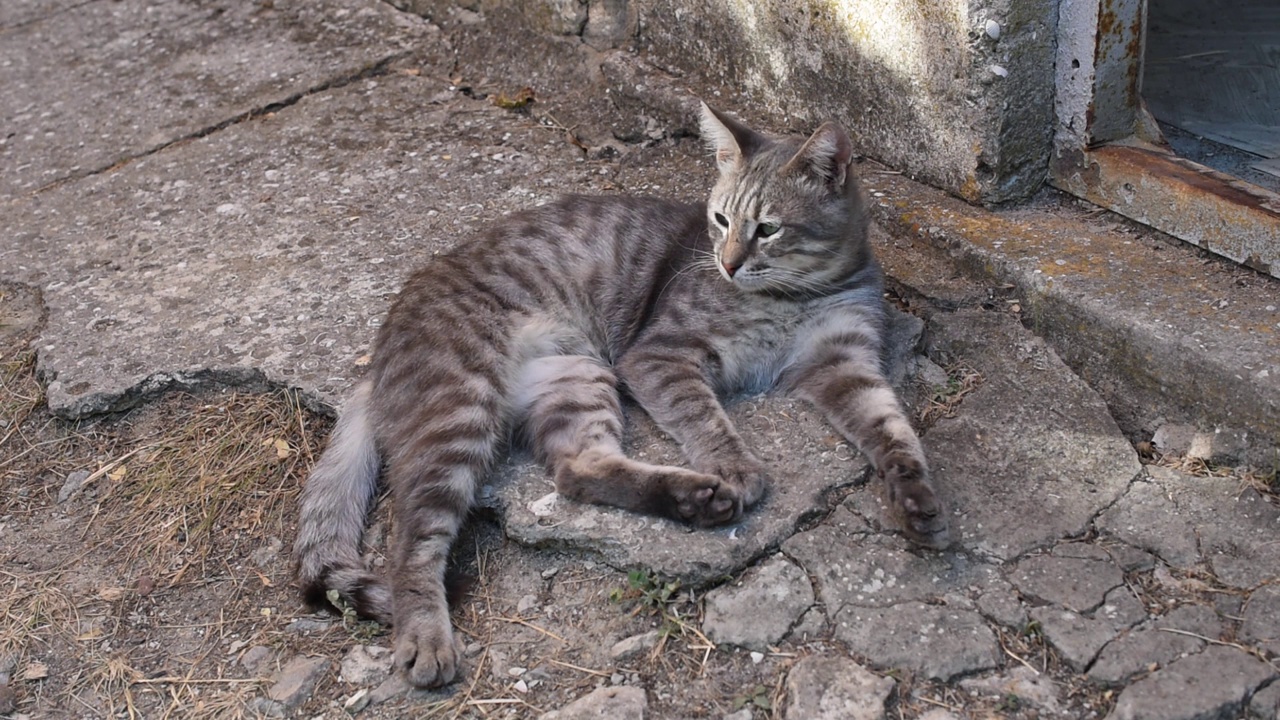 灰色的猫视频素材