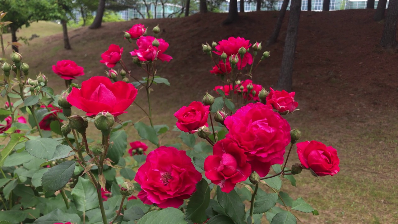 五月玫瑰花盛开视频素材