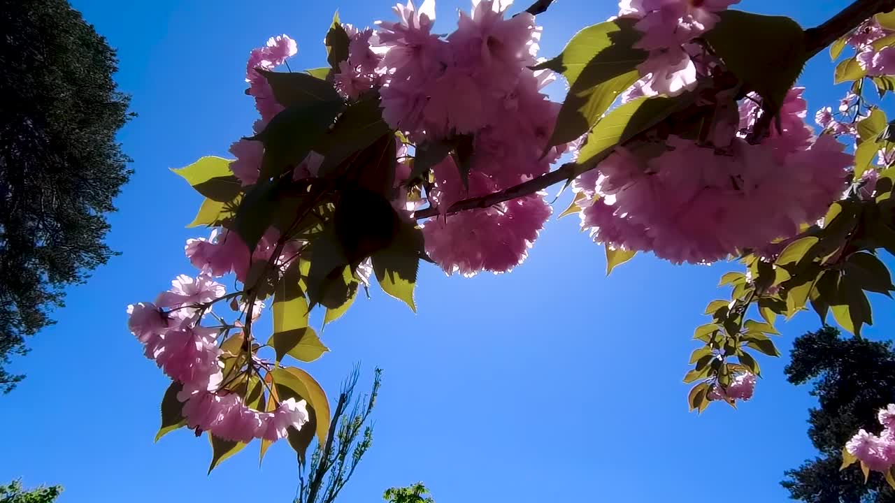 阳光透过樱花照进来。樱花在蓝天的衬托下绽放。视频素材