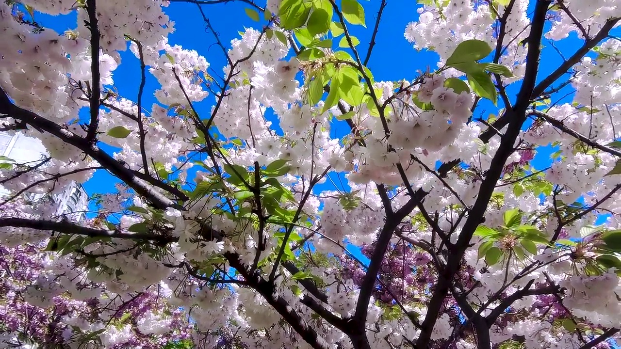 白色的樱花映衬着蓝天。樱花盛开。视频素材