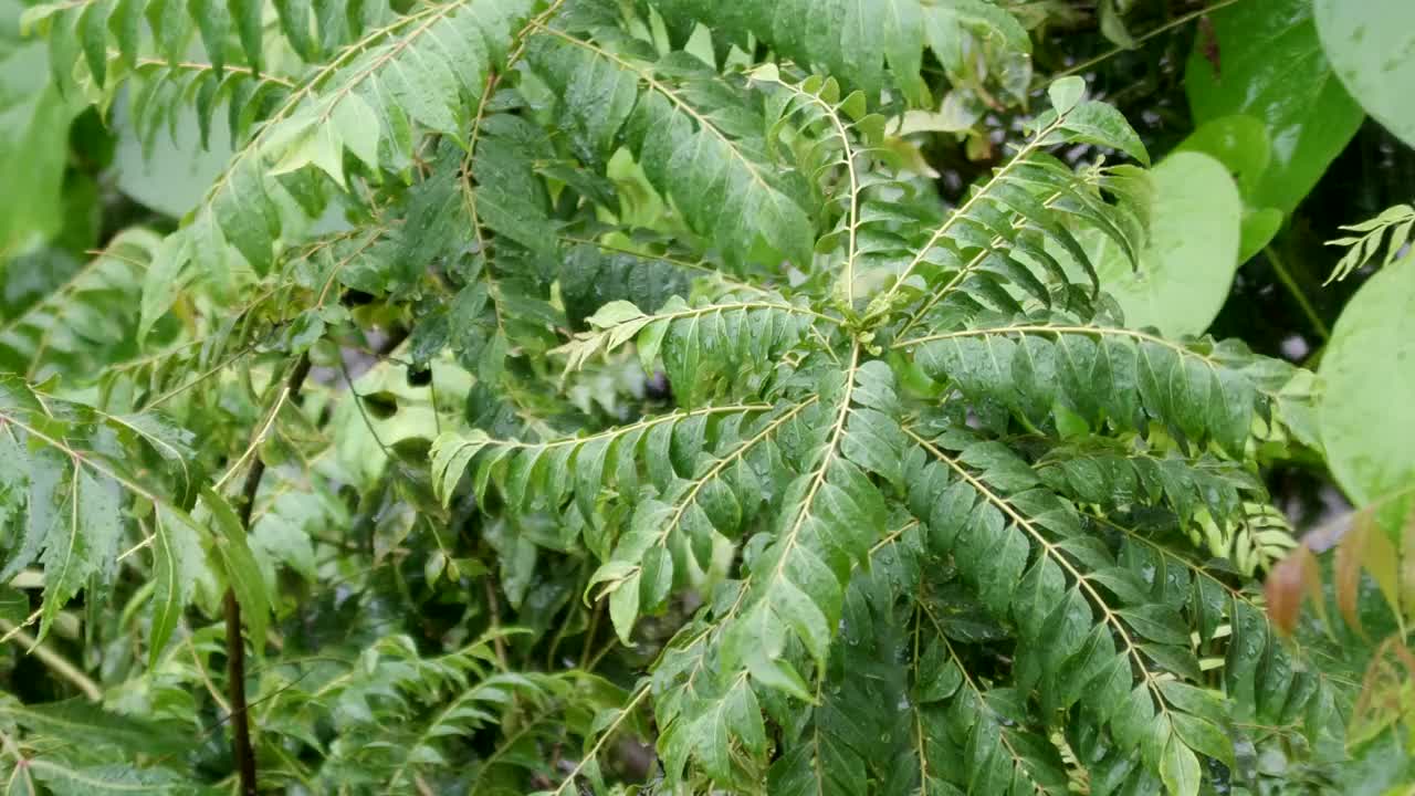 季风雨视频素材