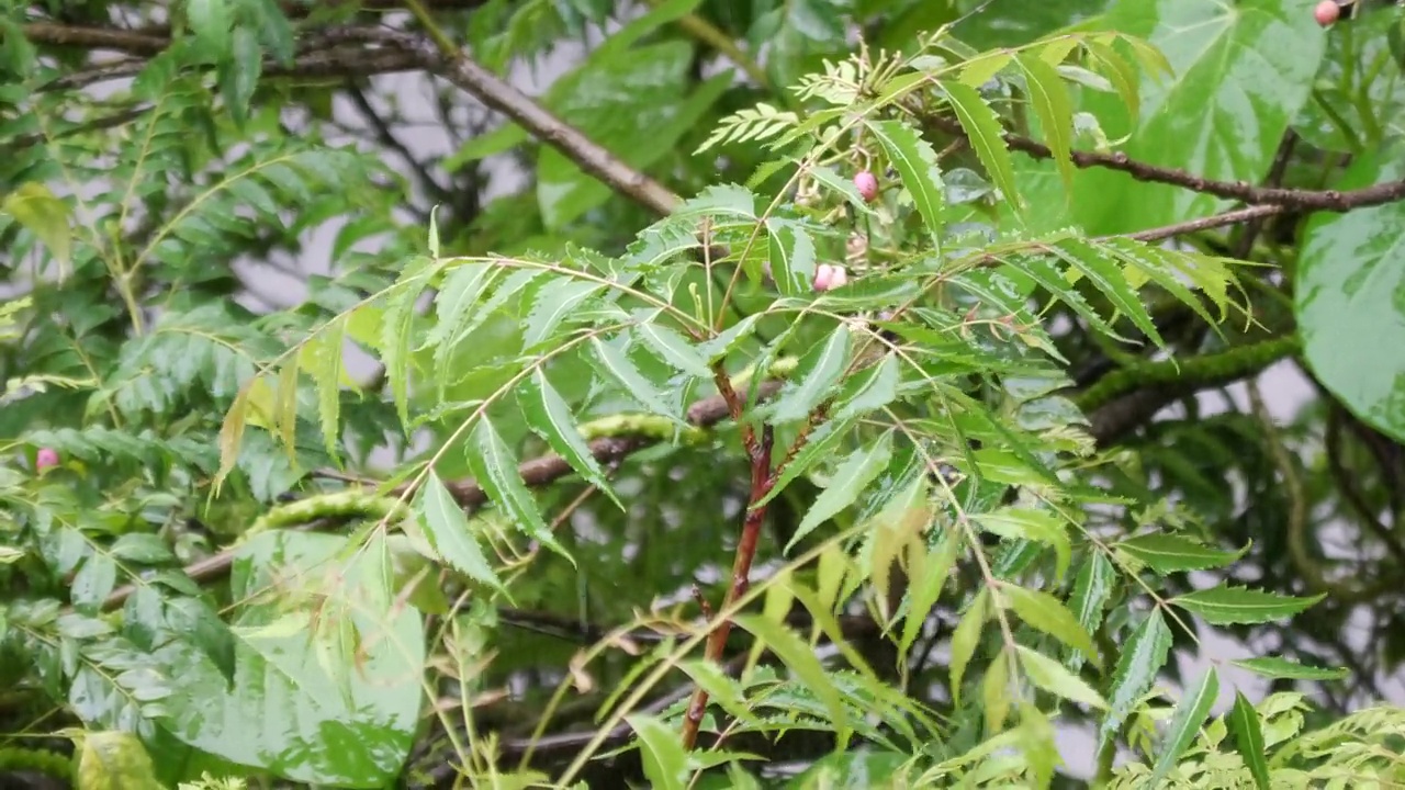 季风雨视频素材