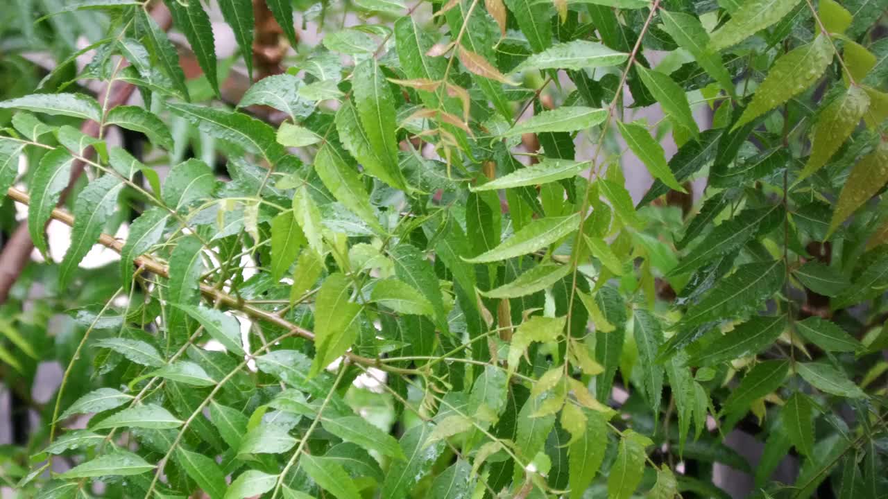 季风雨视频素材