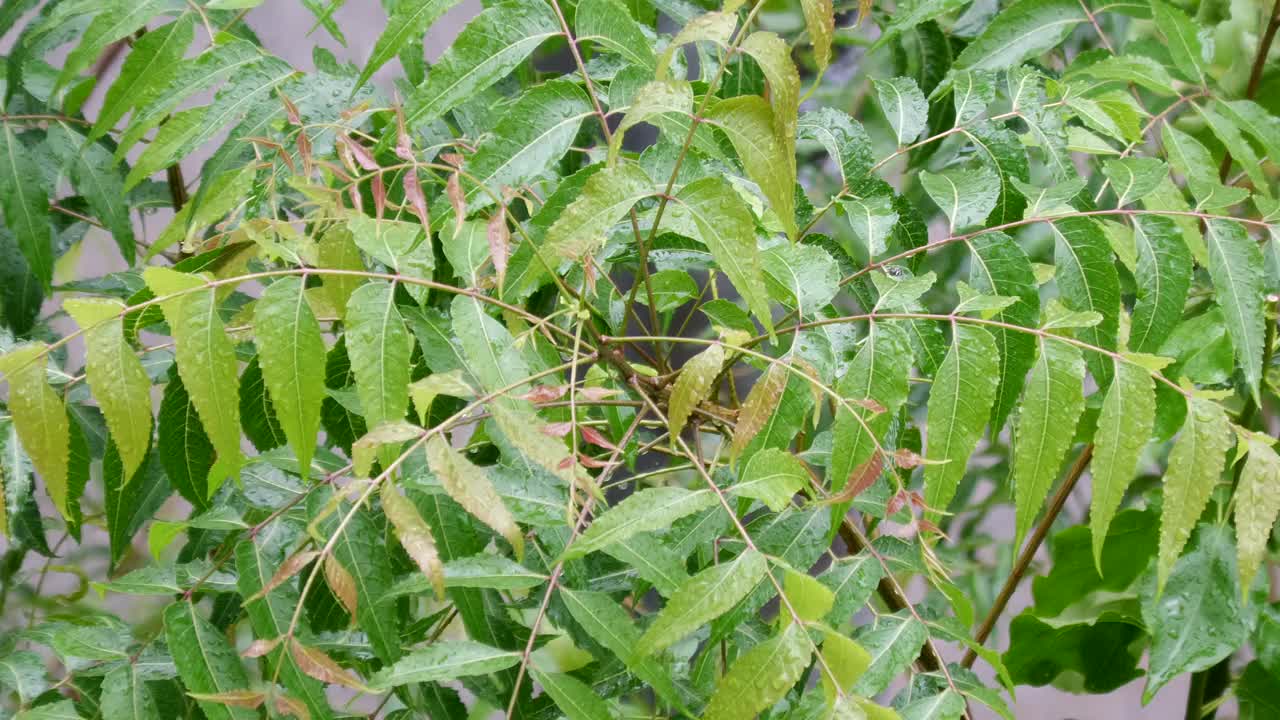 季风雨视频素材